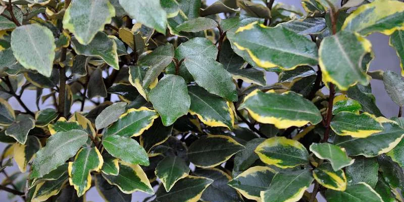 ELAEAGNUS ebbingei 'Viveleg' - Chalef 'Viveleg'