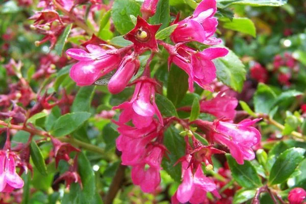 ESCALLONIA 'Donard Radiance' - Escallonia