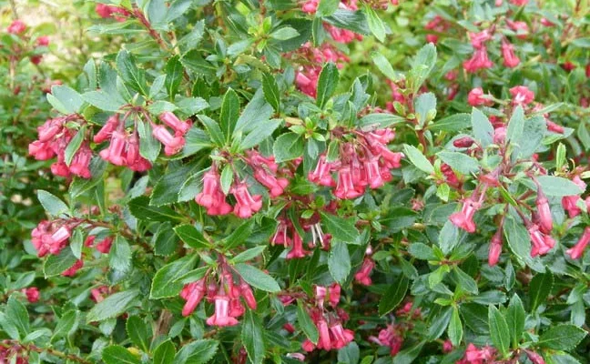 ESCALLONIA 'Donard Radiance' - Escallonia