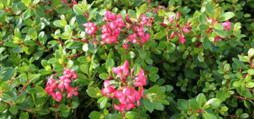 ESCALLONIA 'Red Dream' - Escallonia