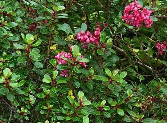 ESCALLONIA 'Red Dream' - Escallonia