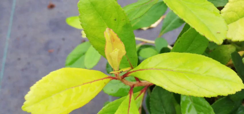 ESCALLONIA laevis 'Gold Ellen' - Escallonia