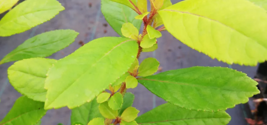 ESCALLONIA laevis 'Gold Ellen' - Escallonia