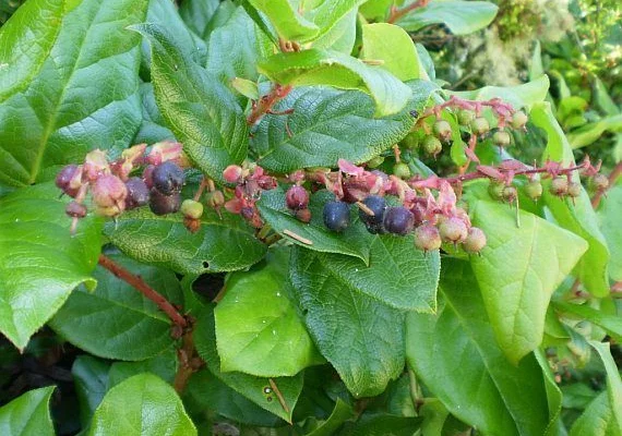 GAULTHERIA shallon - Gaulthérie couvre sol