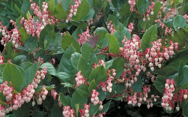 GAULTHERIA shallon - Gaulthérie couvre sol