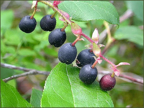 GAULTHERIA shallon - Gaulthérie couvre sol