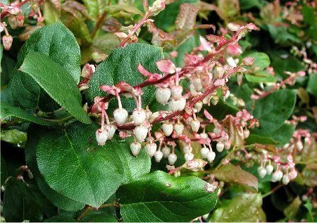 GAULTHERIA shallon - Gaulthérie couvre sol