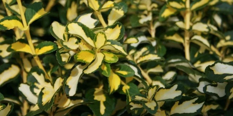 EUONYMUS fortunei 'Blondy'® - Fusain nain persistant