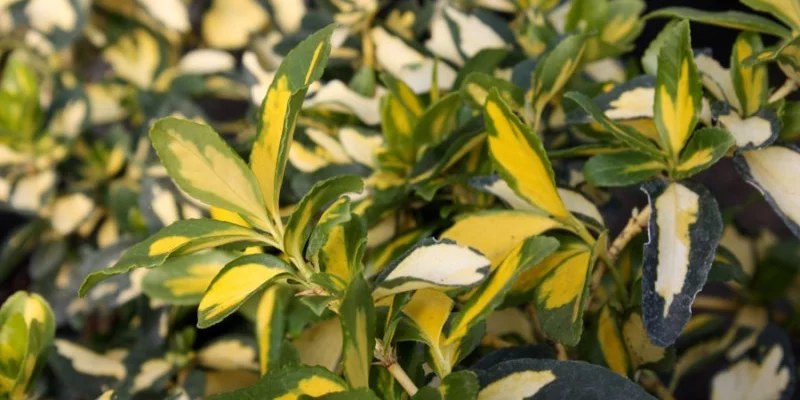 EUONYMUS fortunei 'Blondy'® - Fusain nain persistant