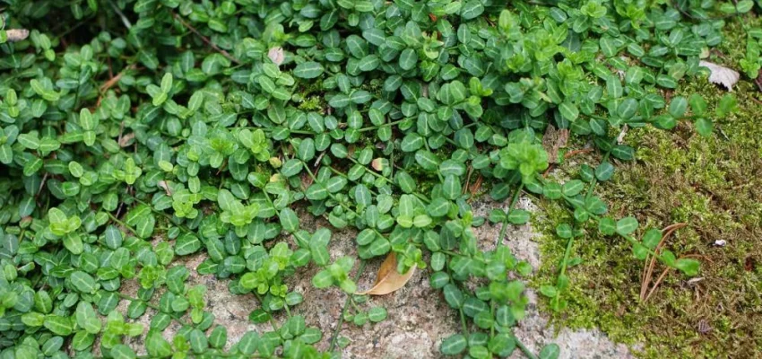 EUONYMUS fortunei 'Minimus' - Fusain rampant nain