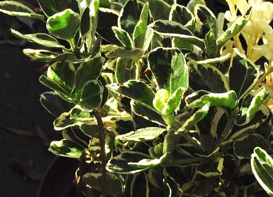 EUONYMUS japonicus 'Kathy'