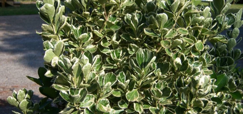 EUONYMUS japonicus 'Kathy'