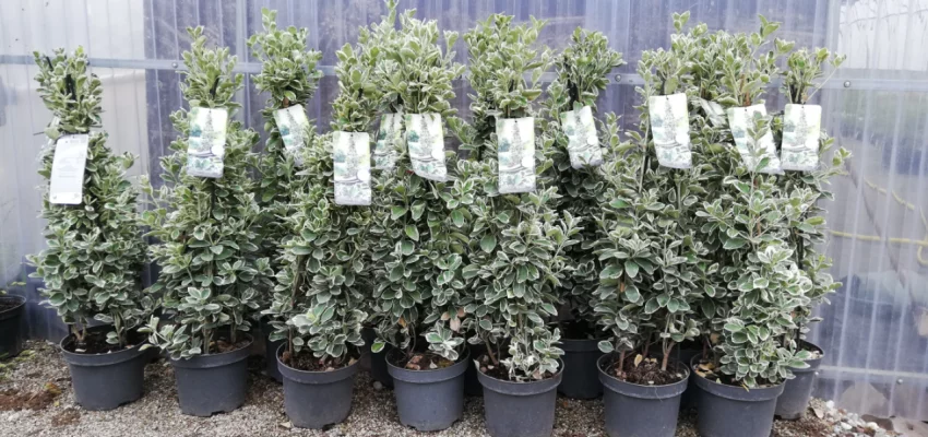 EUONYMUS japonicus 'Kathy'