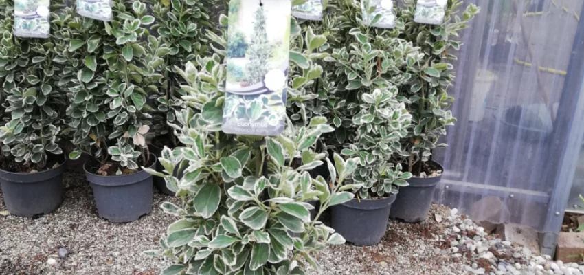 EUONYMUS japonicus 'Kathy'