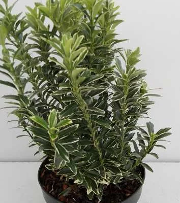 EUONYMUS japonicus 'Microphyllus Albovariegatus' - Fusain du Japon