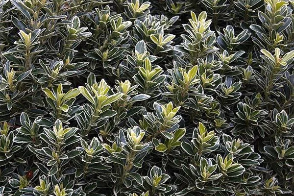 EUONYMUS japonicus 'Microphyllus Albovariegatus' - Fusain du Japon nain