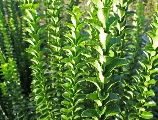 EUONYMUS japonicus 'Benkomoki' - Fusain du Japon colonnaire