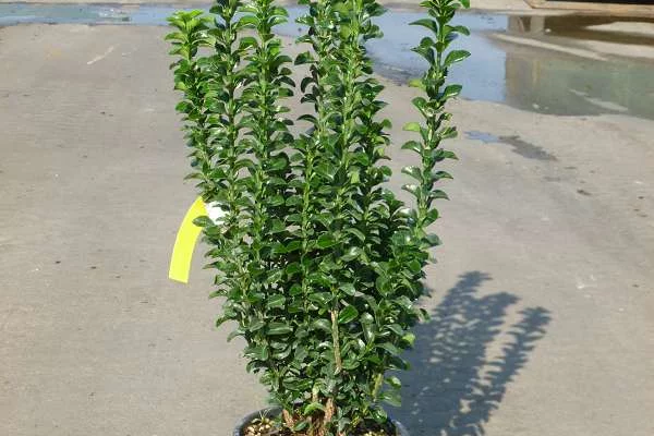 EUONYMUS japonicus 'Benkomoki' - Fusain du Japon colonnaire