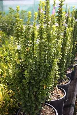 EUONYMUS japonicus 'Benkomoki' - Fusain du Japon à port colonnaire