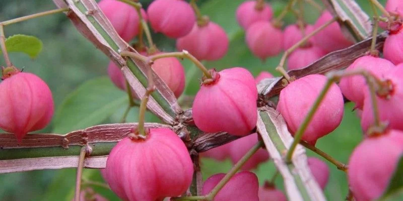 EUONYMUS phellomanus - Fusain de Chine