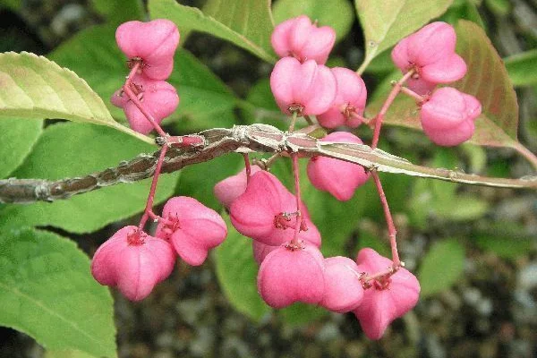 EUONYMUS phellomanus - Fusain de Chine