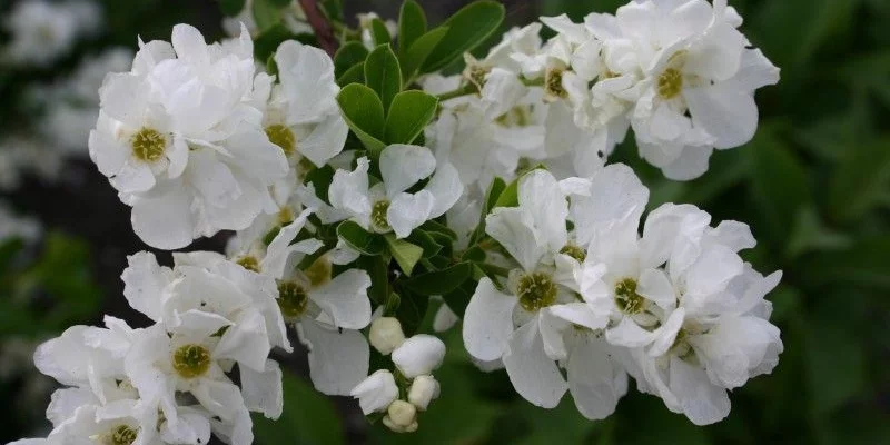 EXOCHORDA racemosa 'Niagara' - Buisson de perles nain