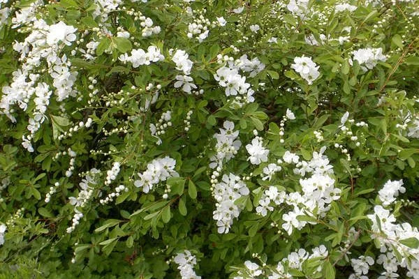 EXOCHORDA racemosa 'Niagara' - Buisson de perles nain