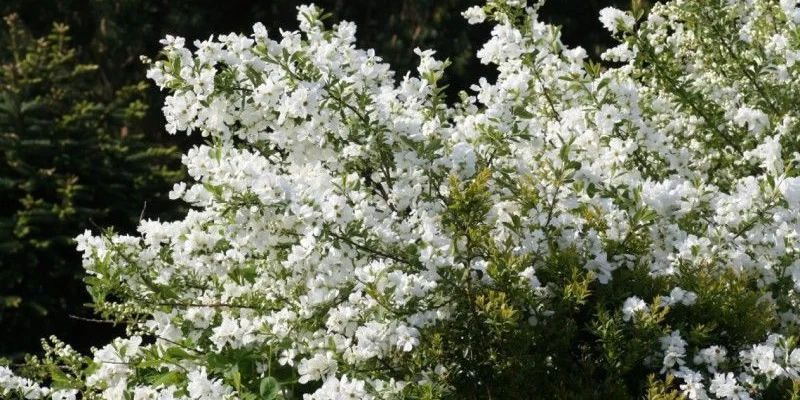 EXOCHORDA racemosa 'Niagara' - Buisson de perles nain