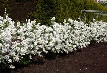 EXOCHORDA racemosa 'Niagara' - Buisson de perles nain