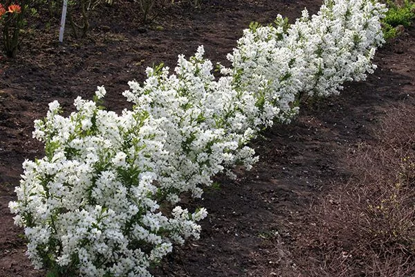 EXOCHORDA racemosa 'Niagara'