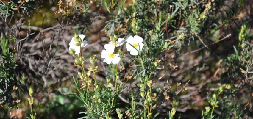 HALIMIUM umbellatum - Héliathème en ombelle