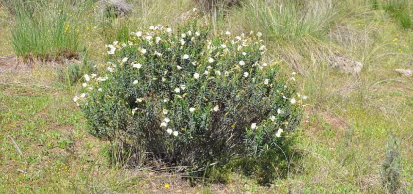 HALIMIUM umbellatum - Héliathème en ombelle