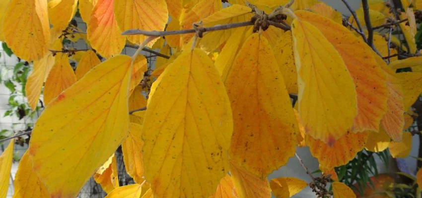 HAMAMELIS intermedia 'Diane' - Noisetier de sorcière 'Diane'