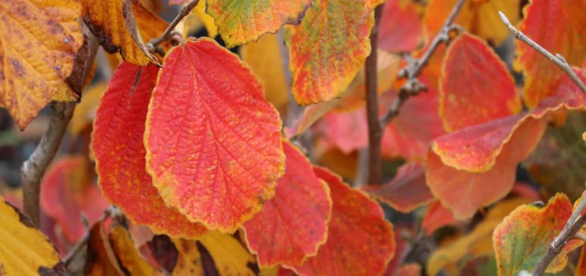 HAMAMELIS intermedia 'Diane' - Noisetier de sorcière 'Diane'