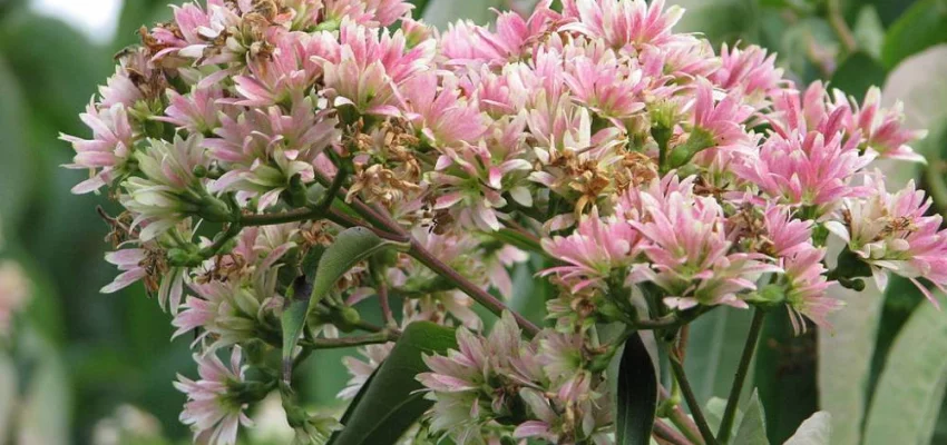 HEPTACODIUM miconioides