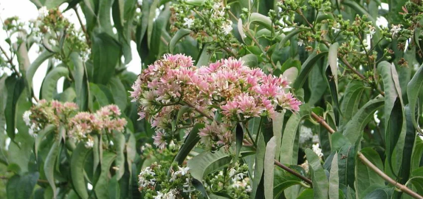HEPTACODIUM miconioides
