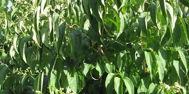HEPTACODIUM miconioides
