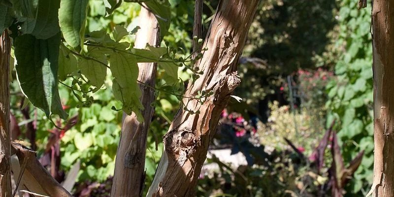 HEPTACODIUM miconioides