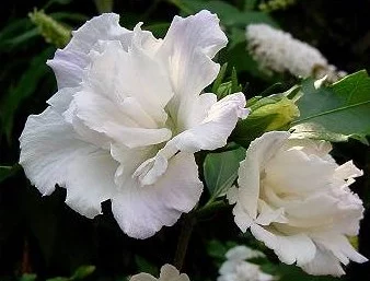 HIBISCUS syriacus 'Admiral Dewey' - Althea, Mauve en arbre