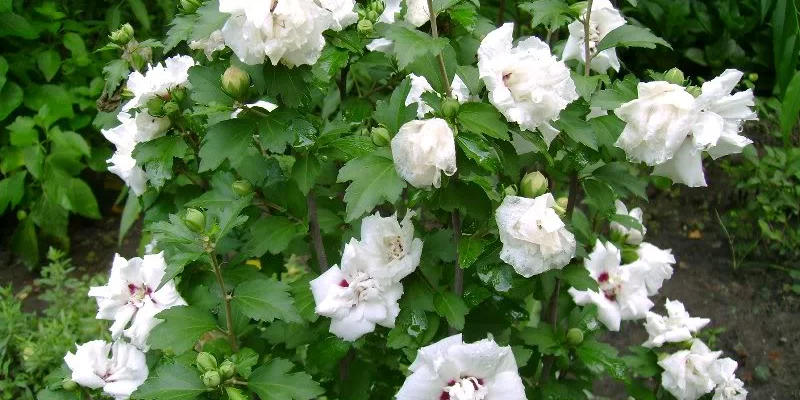 HIBISCUS syriacus 'Admiral Dewey' - Hibiscus