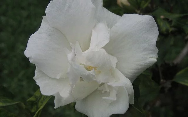 HIBISCUS syriacus 'Admiral Dewey' - Hibiscus