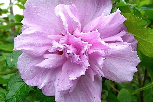 HIBISCUS syriacus 'Ardens' - Althea, Mauve en arbre