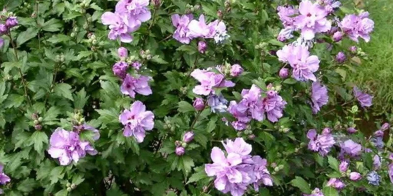 HIBISCUS syriacus 'Ardens' - Althea, Mauve en arbre