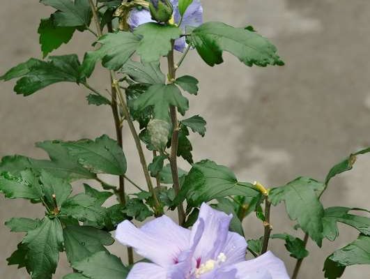 HIBISCUS syriacus 'Blue Chiffon' - Althea hibiscus bleu