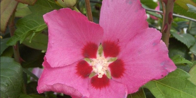 HIBISCUS syriacus 'Pink Giant'® Flogi - Althea hibiscus