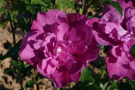 HIBISCUS syriacus 'Purple Ruffles'® Sanchonyo - Althea hibiscus, Mauve en arbre