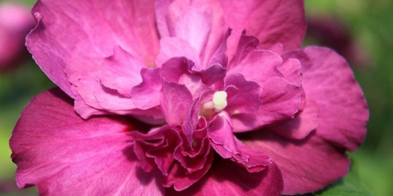 HIBISCUS syriacus 'Purple Ruffles'® Sanchonyo - Althea hibiscus, Mauve en arbre