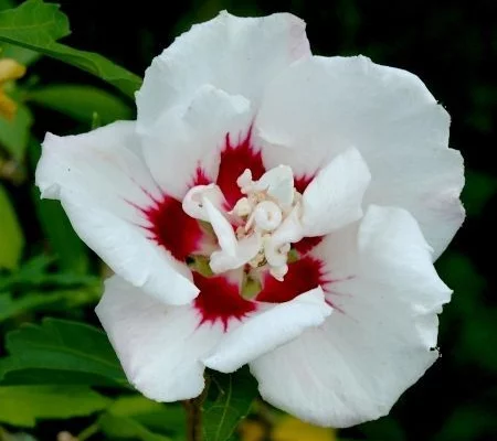 HIBISCUS syriacus 'Speciosus' - Althea hibiscus, Mauve en arbre