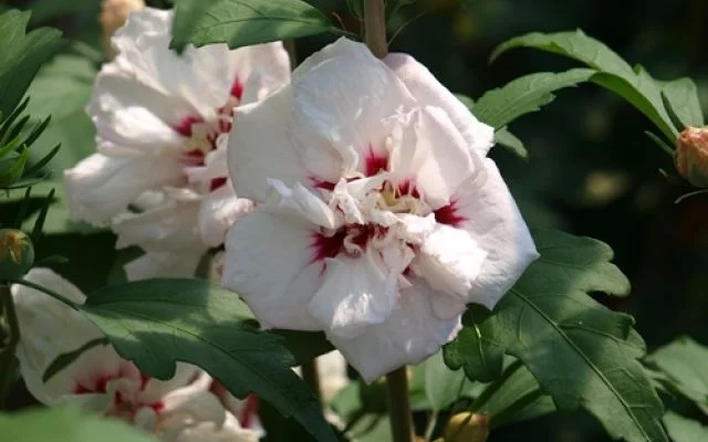 HIBISCUS syriacus 'Speciosus' - Althea hibiscus, Mauve en arbre