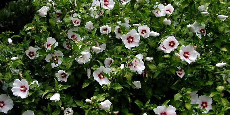 HIBISCUS syriacus 'Speciosus' - Althea hibiscus, Mauve en arbre